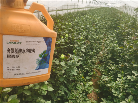 生根劑，拉姆拉，翠姆