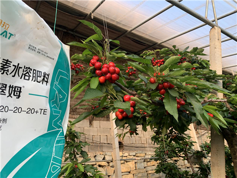 水溶肥，拉姆拉，翠姆