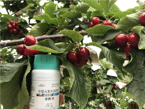 水溶肥，拉姆拉，翠姆