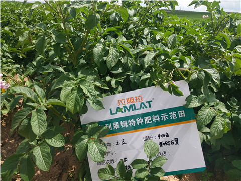 安碧解，拉姆拉，翠姆