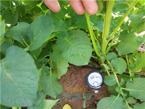 安碧解，拉姆拉，翠姆