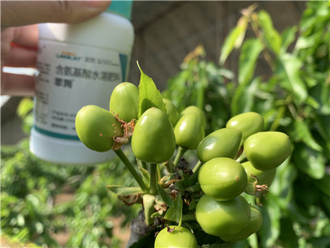 氨基酸水溶肥，拉姆拉，翠姆