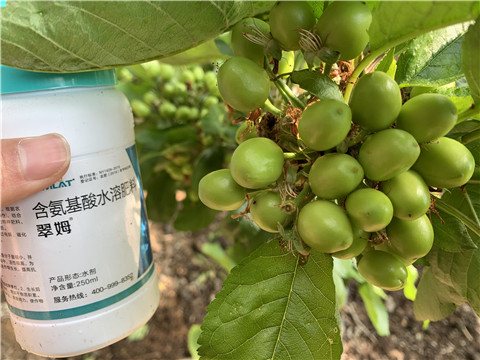 氨基酸水溶肥，拉姆拉，翠姆