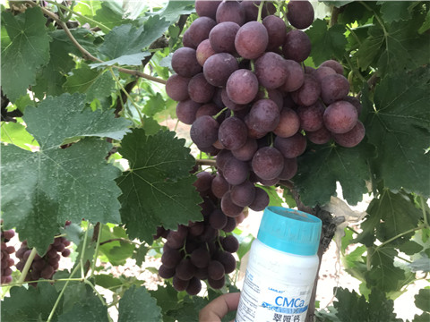 鈣肥，拉姆拉，翠姆