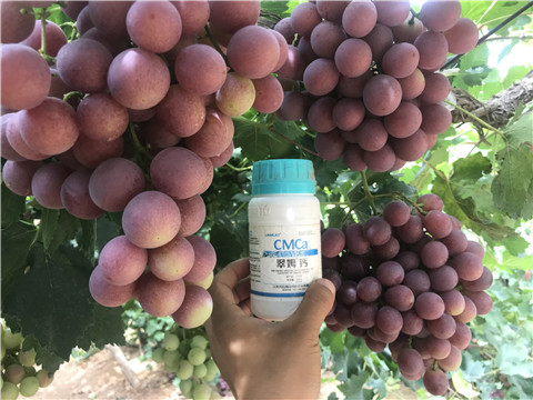 鈣肥，拉姆拉，翠姆