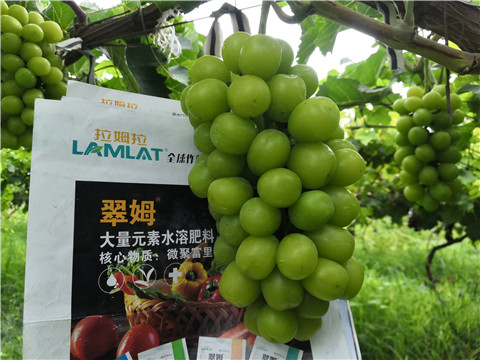 水溶肥，拉姆拉，翠姆