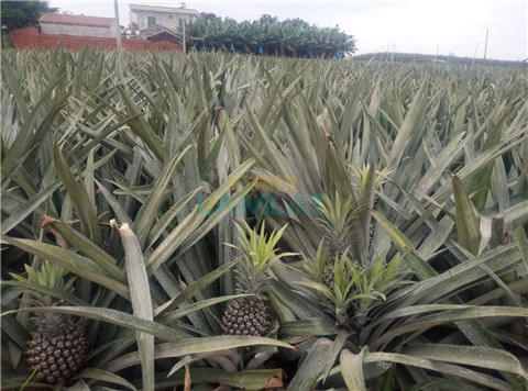 水溶肥，拉姆拉，翠姆