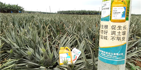 水溶肥，拉姆拉，翠姆