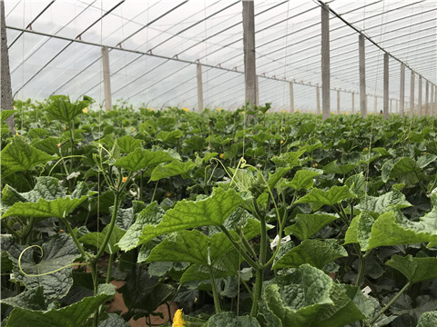 小分子有機碳，拉姆拉，翠姆