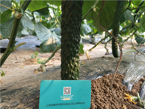 小分子有機碳，拉姆拉，翠姆