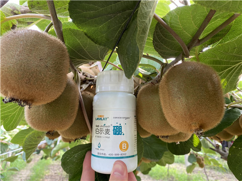 硼肥，拉姆拉，翠姆