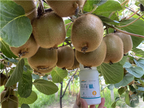 硼肥，拉姆拉，翠姆