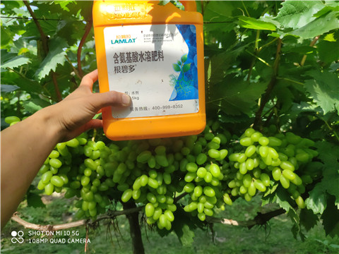 生根劑，拉姆拉，翠姆