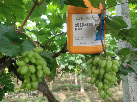 生根劑，拉姆拉，翠姆