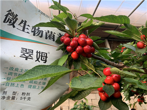 微生物菌劑，拉姆拉，翠姆