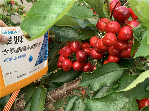 水溶肥，拉姆拉，翠姆