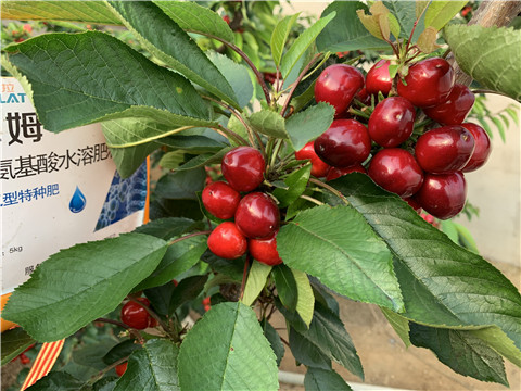 水溶肥，拉姆拉，翠姆