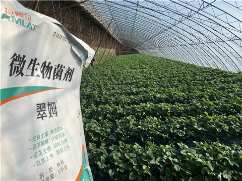 水溶肥，拉姆拉，翠姆