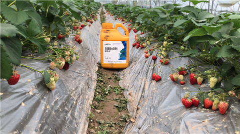 水溶肥，拉姆拉，翠姆