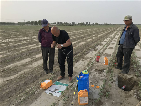 水溶肥，拉姆拉，翠姆