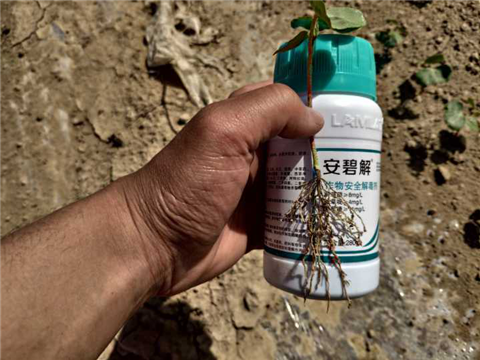 水溶肥，拉姆拉，翠姆