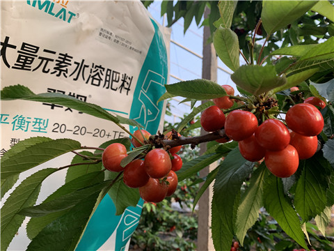 大量元素水溶肥，拉姆拉，翠姆