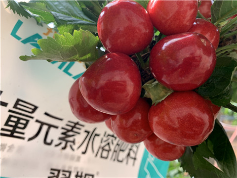 大量元素水溶肥，拉姆拉，翠姆