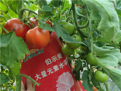 水溶肥，拉姆拉，伯示麥