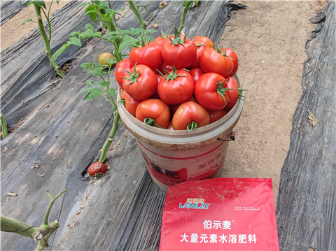 水溶肥，拉姆拉，伯示麥