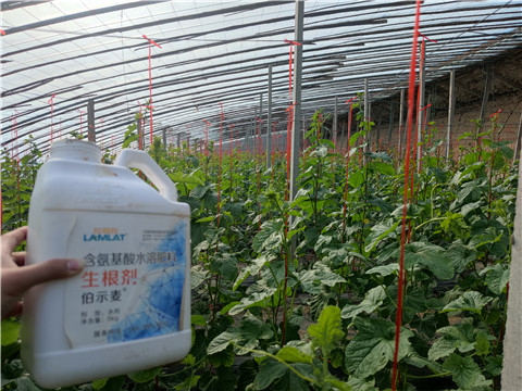 水溶肥，拉姆拉，翠姆