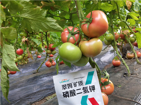 磷酸二氫鉀，拉姆拉，翠姆