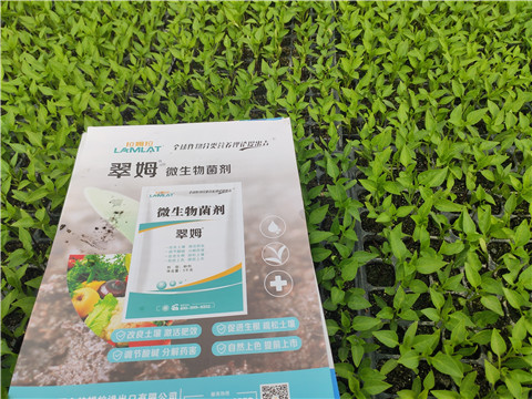 水溶肥，拉姆拉，翠姆