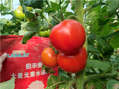 水溶肥，拉姆拉，伯示麥 