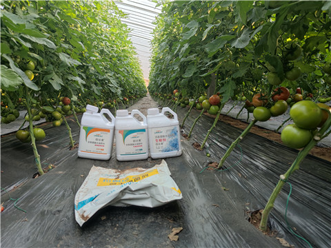 水溶肥，拉姆拉，伯示麥 