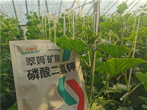 水溶肥，拉姆拉，翠姆