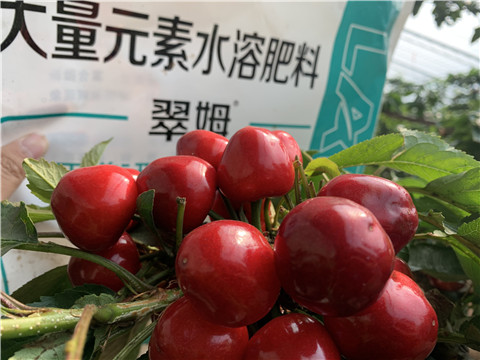 水溶肥，拉姆拉，翠姆