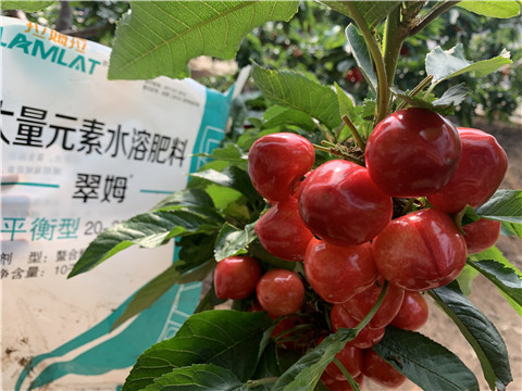 水溶肥，拉姆拉，翠姆