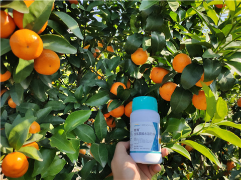 葉面肥，拉姆拉，翠姆