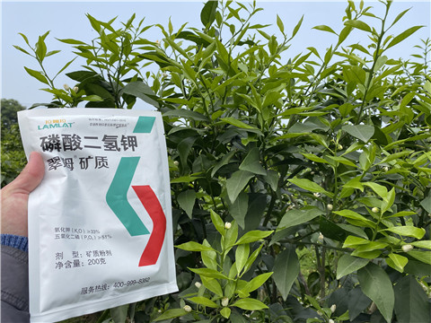 葉面肥，拉姆拉，翠姆