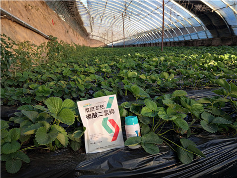 草莓施肥管理，拉姆拉，翠姆