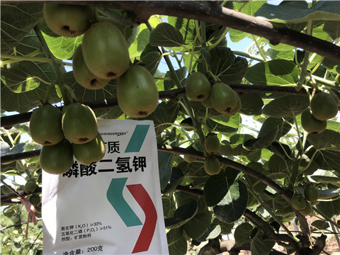 水溶肥，拉姆拉，翠姆