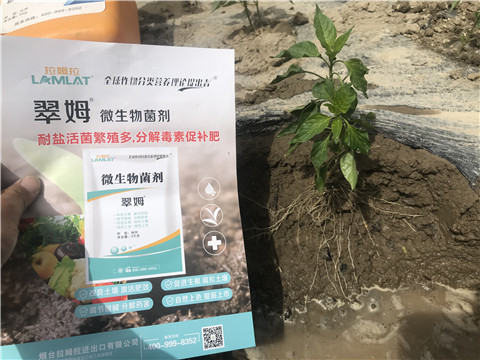 辣椒，拉姆拉，翠姆