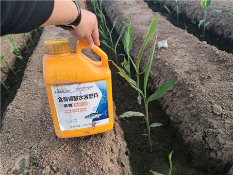 大姜，拉姆拉，翠姆