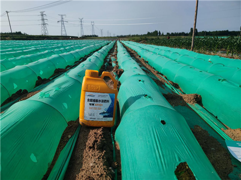 大姜，拉姆拉，翠姆