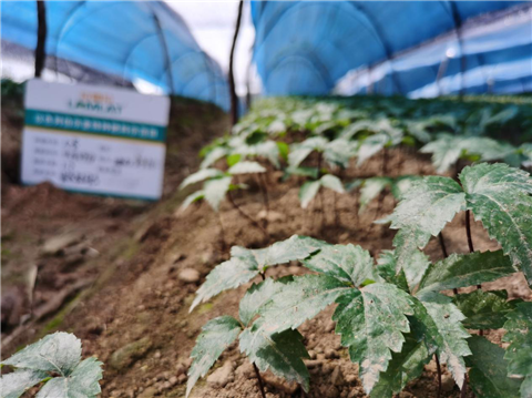 水溶肥，拉姆拉，翠姆