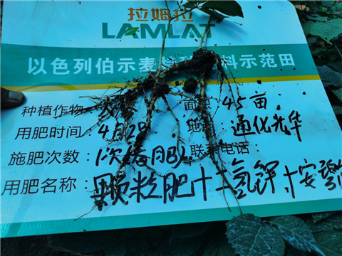 水溶肥，拉姆拉，翠姆