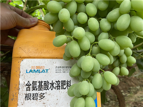 生根劑，翠姆，拉姆拉