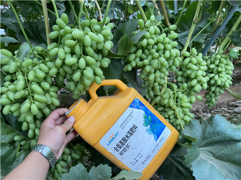 生根劑，翠姆，拉姆拉