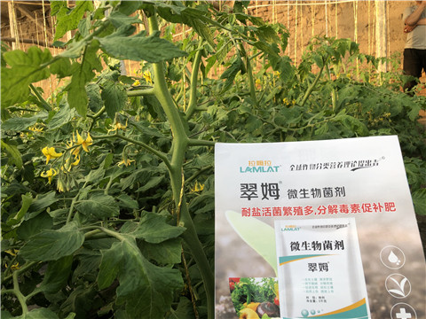 微生物菌劑，翠姆，拉姆拉