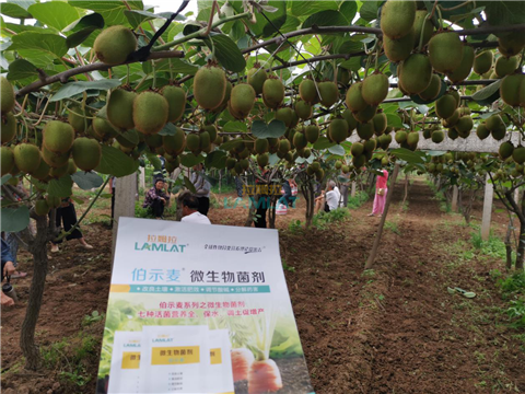 生根劑，翠姆，拉姆拉